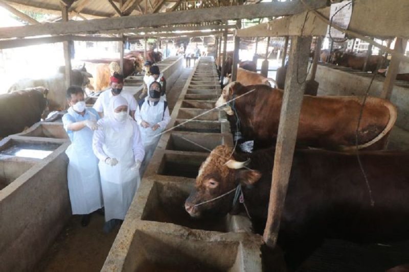 Hewan Kurban Aman di Jatim, Gubernur Ditegaskan