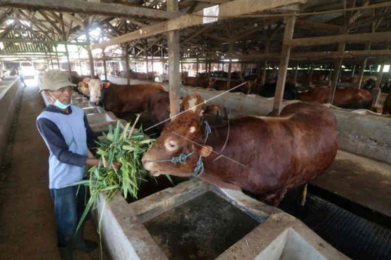 Dinas Peternakan Kota Cirebon batasi waktu penjualan hewan kurban