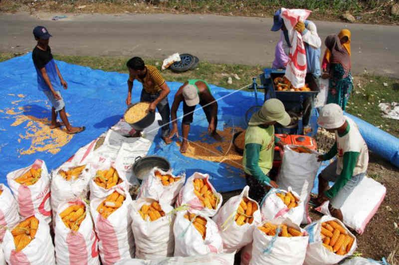 Peternak ayam petelur di Cirebon dapat pasokan 340 ton jagung