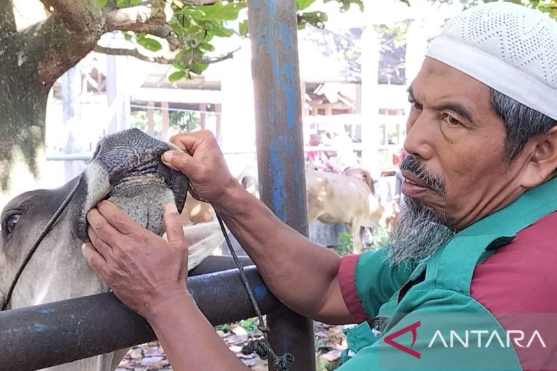 300 ekor ternak di Padang Pariaman sembuh dari PMK, peternak jangan panik