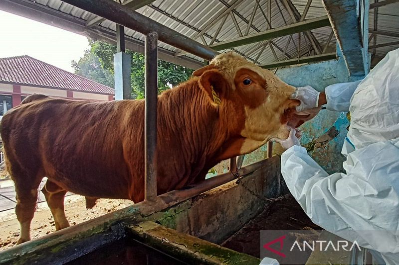 Bupati Cirebon: Belum ada dana kerahiman bagi peternak yang hewannya mati akibat PMK