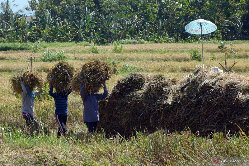 BPS: Harga gabah kering panen capai Rp4.538/kg pada Juni 2022