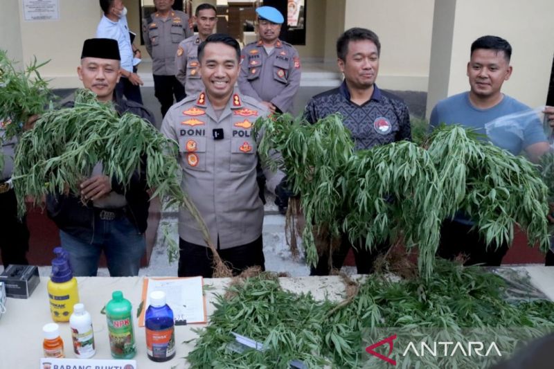 Pemilik lahan ganja seluas 10 hektare diburu Polres Cianjur