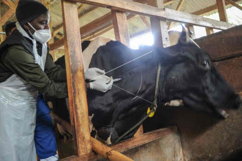 Pemkab Kuningan sasar 20.000 ekor sapi untuk divaksinasi PMK