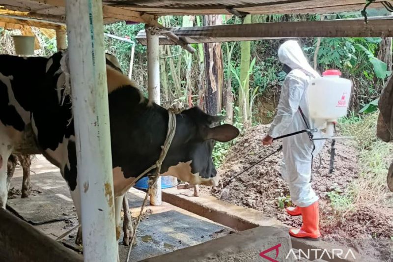 Penyuluh dan dokter hewan disebar pastikan kesehatan hewan kurban di Cianjur