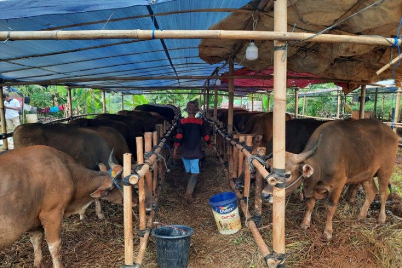 492 vaksin PMK  telah disuntikkan ke hewan ternak di Depok