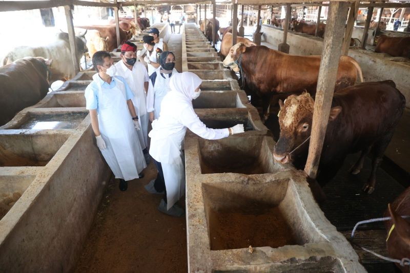East Java compensates breeders whose livestock lost to FMD - Vimarsana News