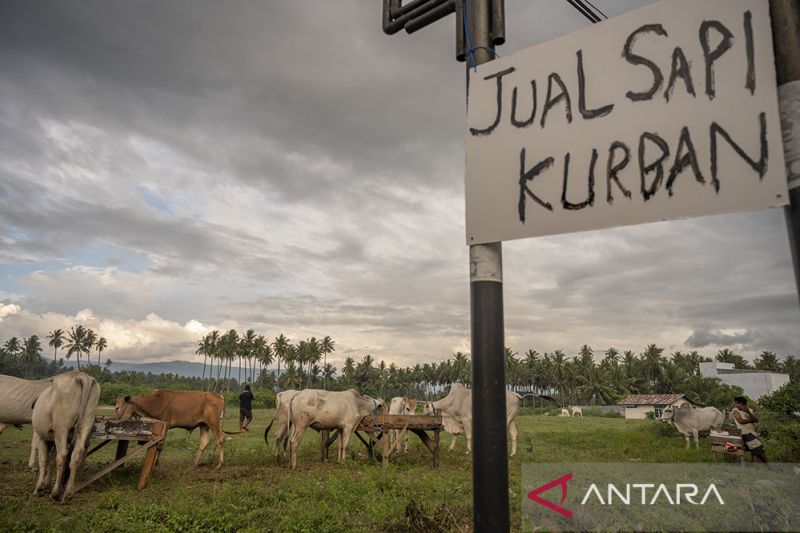 Kenaikan Harga Jual Sapi untuk Kurban