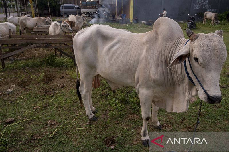 Kenaikan Harga Jual Sapi untuk Kurban