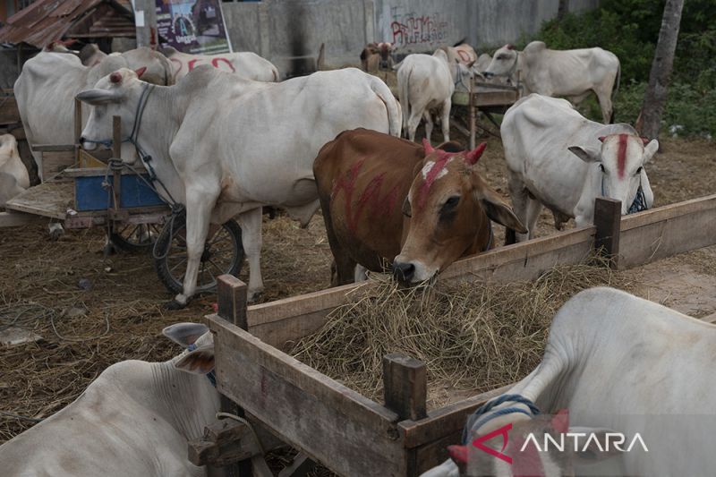 Kenaikan Harga Jual Sapi untuk Kurban