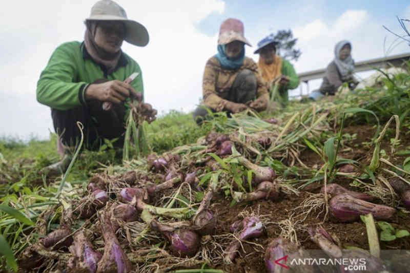Petani bawang merah di Cirebon beralih tanam komoditas lain