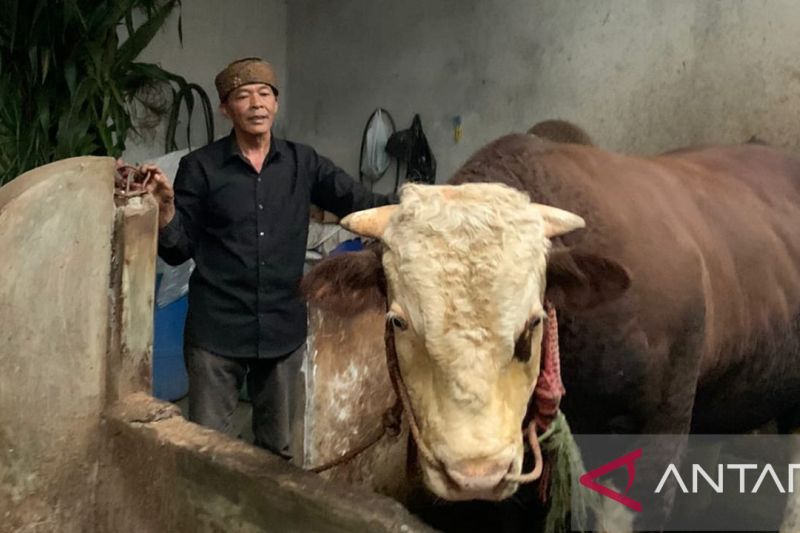 Tak disangka, sapi simmental berbobot 1,1 ton dibeli Presiden Jokowi untuk kurban