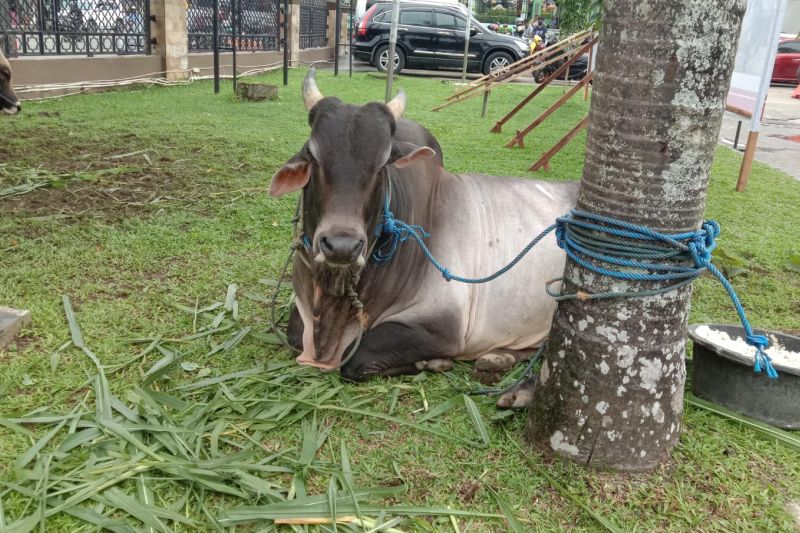 Presiden Joko Widodo berikan sapi kurban ke 34 provinsi