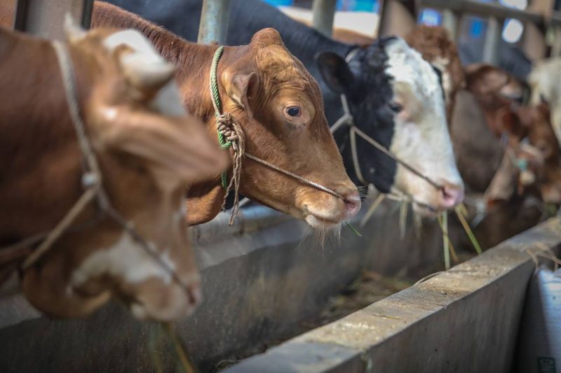 Pemkot Bandung tebar 110 kambing dan 45 sapi untuk kurban Idul Adha