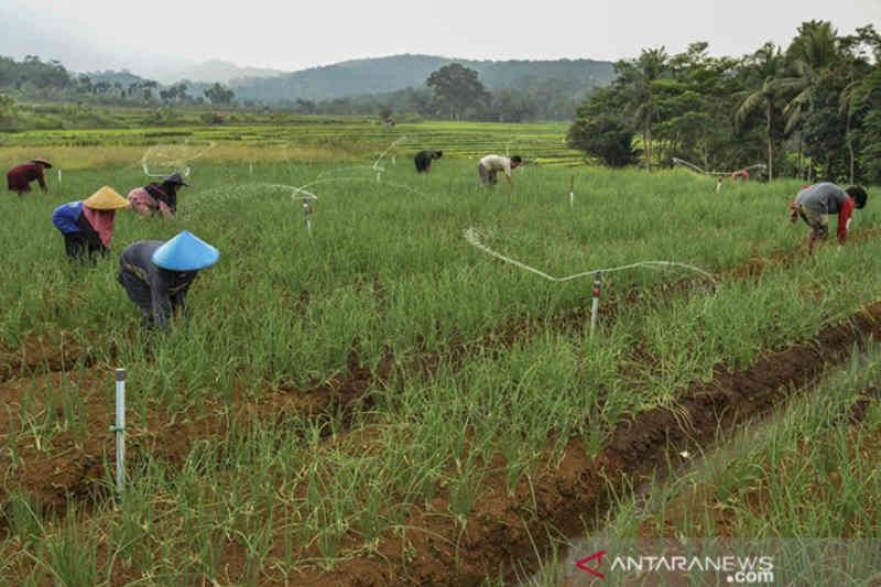 Harga bawang di Cirebon tinggi tingkatkan minat petani tanam