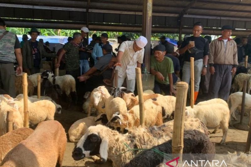 Puluhan ekor sapi di Cianjur mati karena penyakit mulut dan kuku