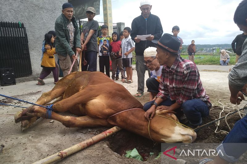 Periksa kesehatan hewan kurban, Tim Diskanak Garut disebar