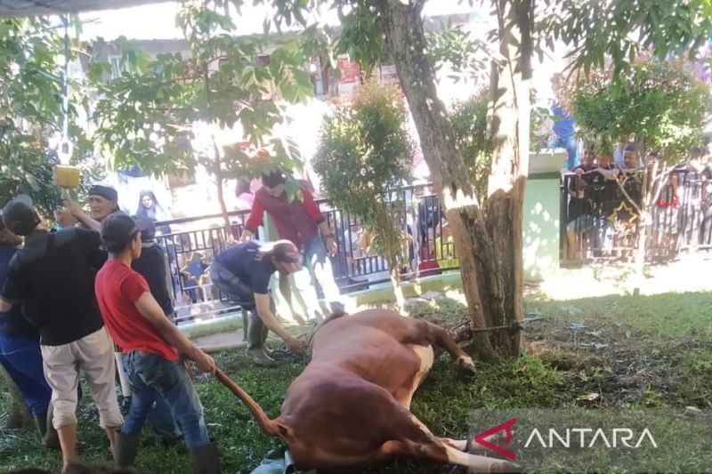 RPH Cianjur catat 21 ekor sapi dipotong hari pertama kurban