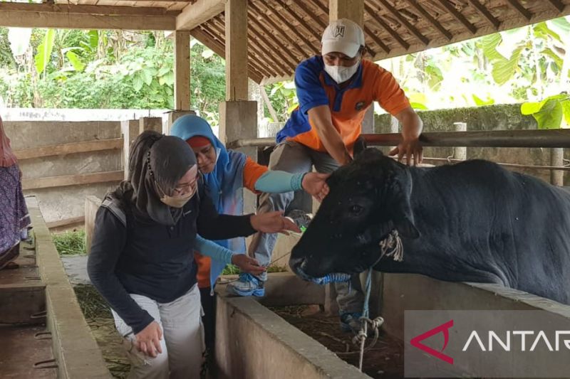 422.401 ekor sapi yang divaksinasi PMK: Kelompok Kerja