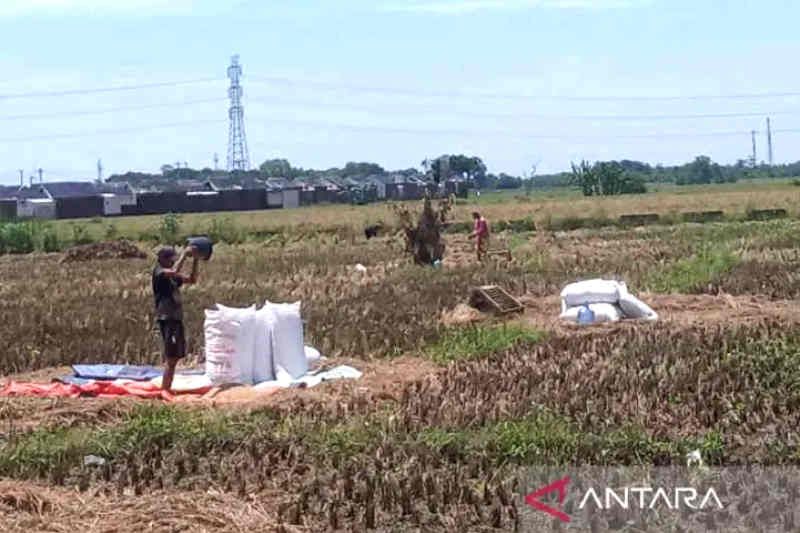 Bulog Cirebon terus serap beras petani meski lampaui target