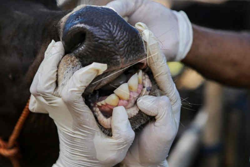 Penyakit mulut dan kuku pada hewan di Kuningan mulai terkendali