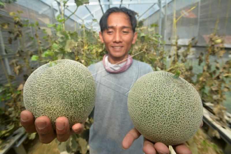 Budi daya melon madu hidroponik di Bukittinggi