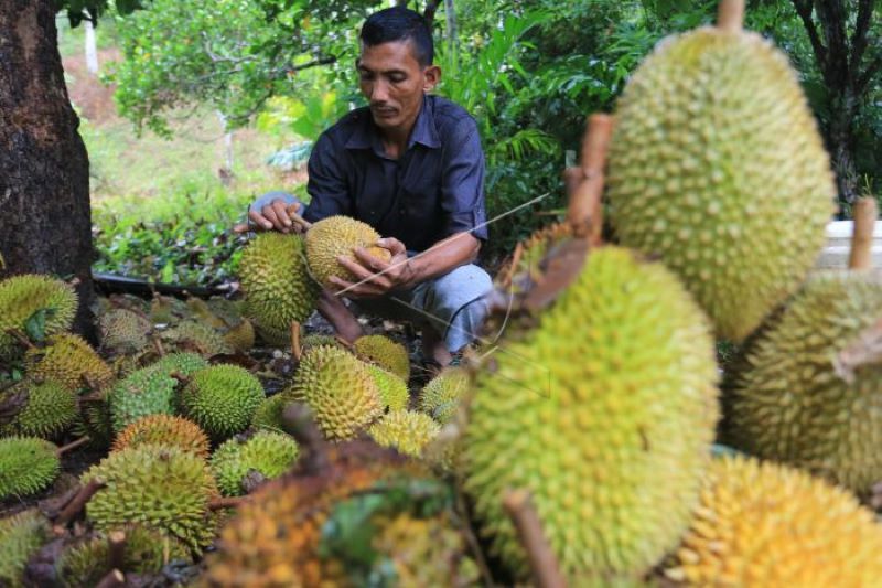 Panen Buah Durian