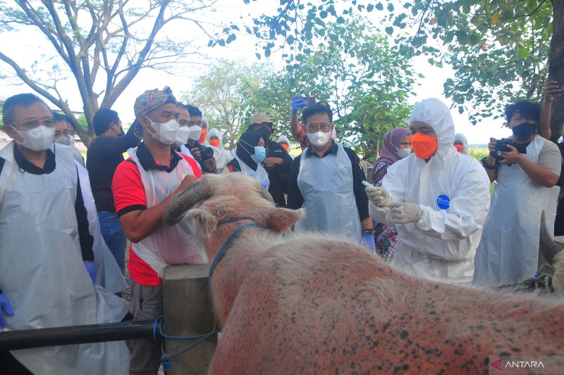 Vaksinasi PMK lebih dari 1,2 juta sapi: Gugus Tugas