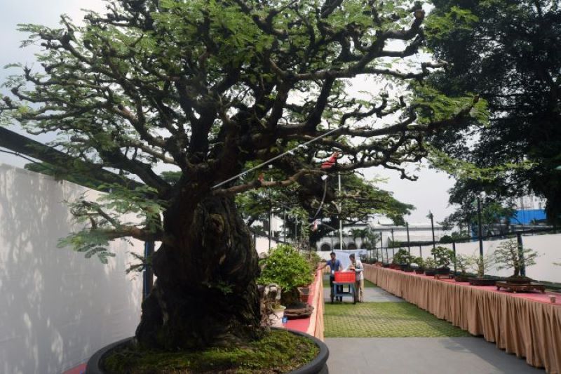 Festival Bonsai Nasional diikuti peserta dari berbagai daerah