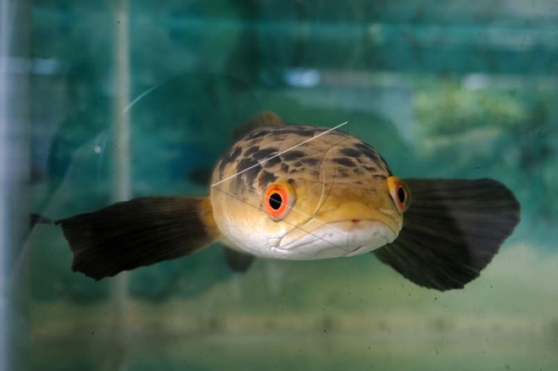 Pameran ikan hias predator di Fish-Tival 2022