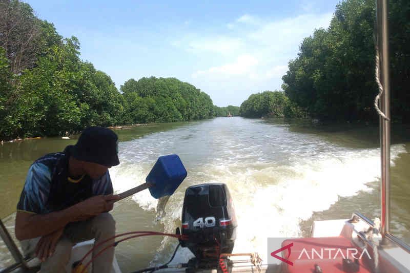 Spektrum - Wisata mangrove Cirebon perlu sentuhan untuk pikat wisatawan