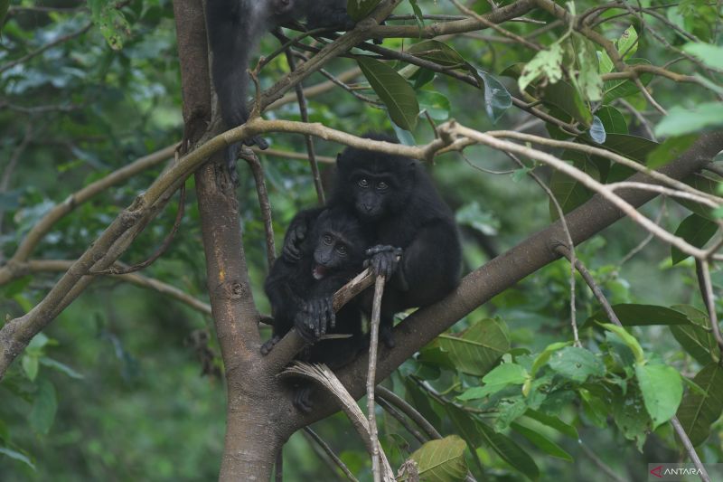 Populasi Kera Hitam Sulawesi