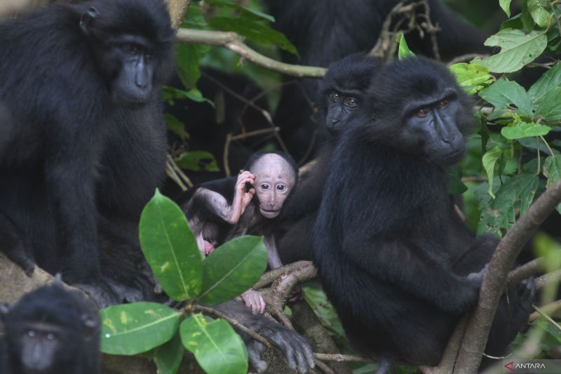 Populasi Kera Hitam Sulawesi