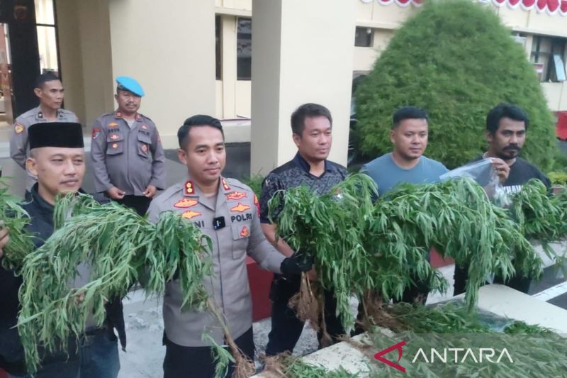 Ladang ganja di Cianjur sudah pernah dipanen, sebut Polisi