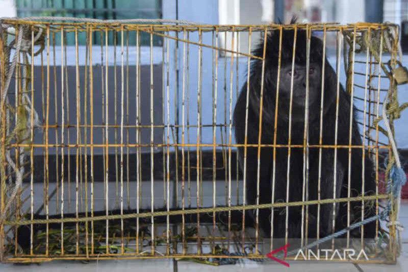 BBKSDA Jabar evakuasi 28 hewan dilindungi selama 6 bulan