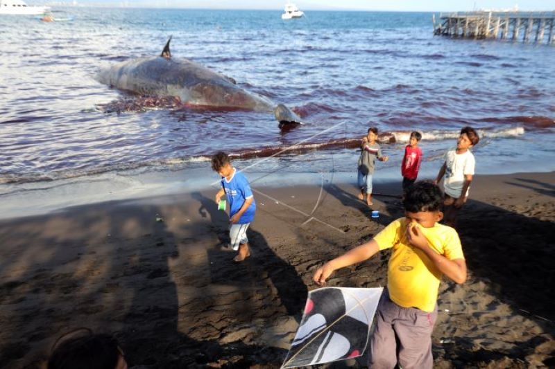 Seekor Paus seberat 20 ton terdampar di pantai Warudoyong, Banyuwangi belum berhasil dievakuasi