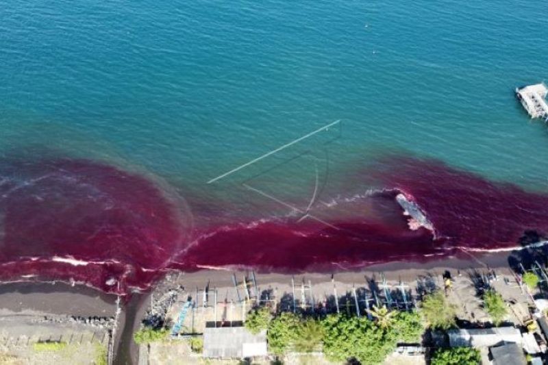 Seekor Paus seberat 20 ton terdampar di pantai Warudoyong, Banyuwangi belum berhasil dievakuasi