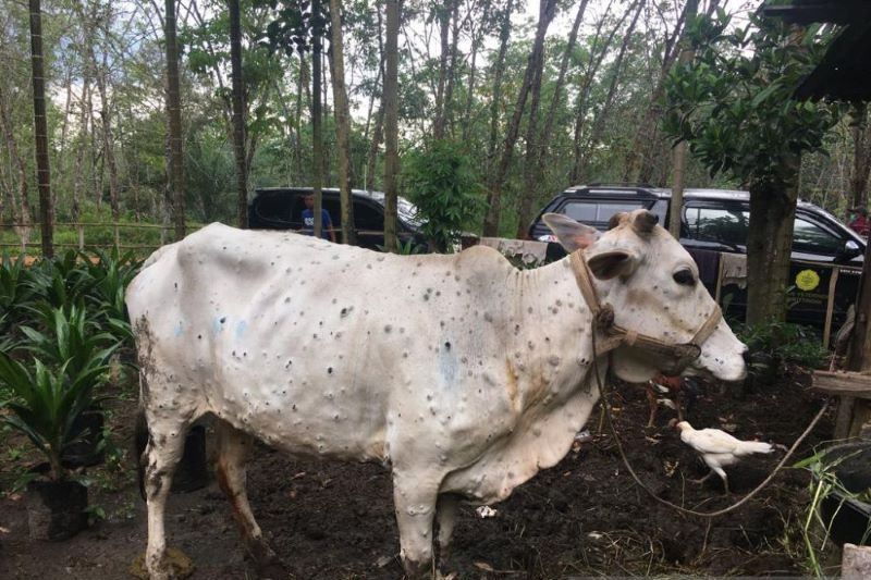 1.209 sapi di Riau sembuh dari Penyakit Mulut dan Kuku