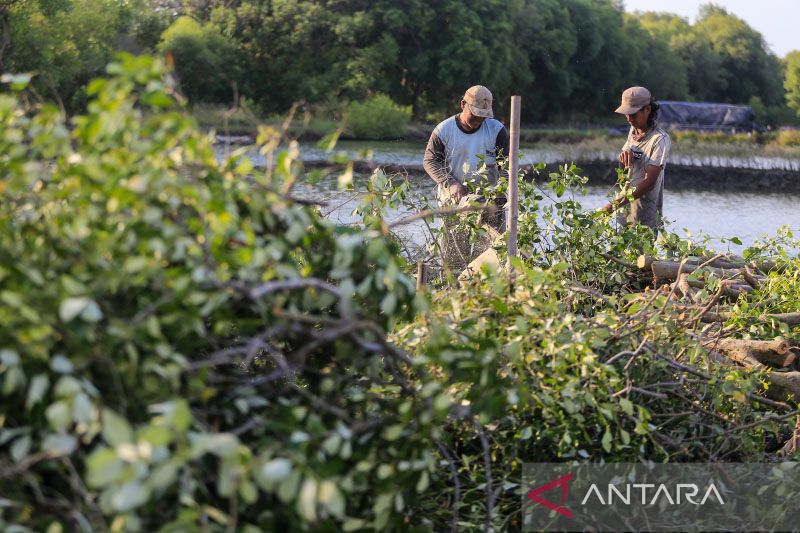 Kerusakan hutan Mangrove Indonesia