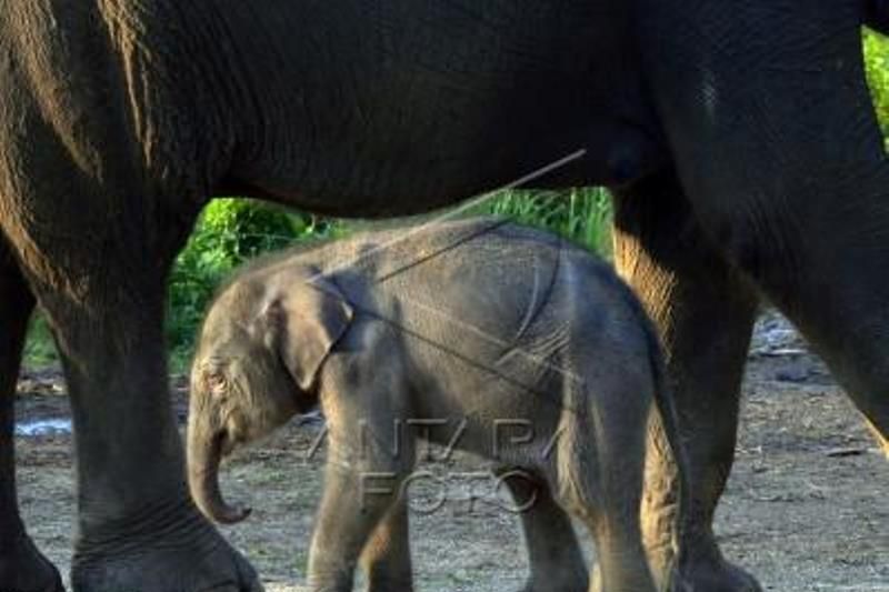 Anak Gajah Sumatera Lahir Di Balai Konservasi Lembah Hijau