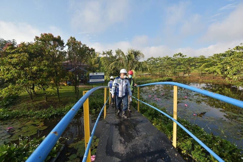 Bukit Asam cooperates with KLHK-IPB to manage acid mine drainage using vetiver plants