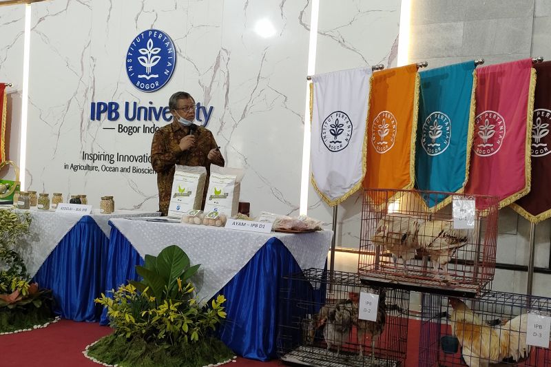 IPB kembangkan ayam pedaging lokal