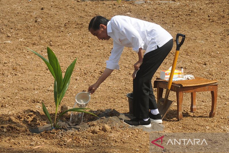 Kementan: Program tanam kelapa genjah 1 juta batang tumbuh 100 persen