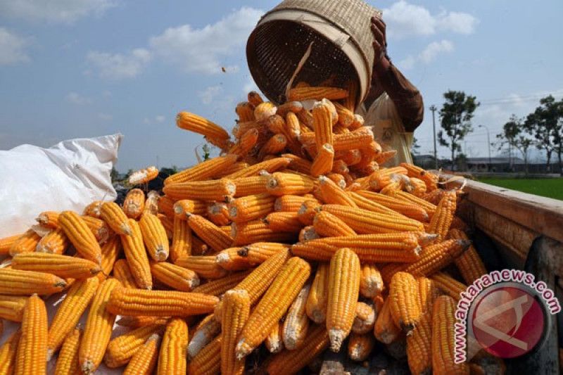 Indonesia could export corn: Bulog