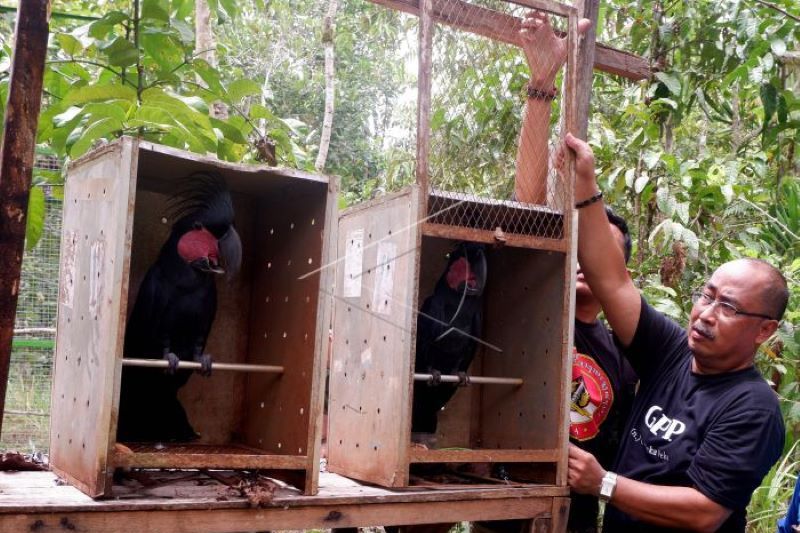 Pelepasliaran Burung Endemik Papua Jenis Nuri Kabare