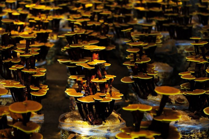 The whole glossy ganoderma industry chain in Guan Xian achieves tangible outcomes - Vimarsana News