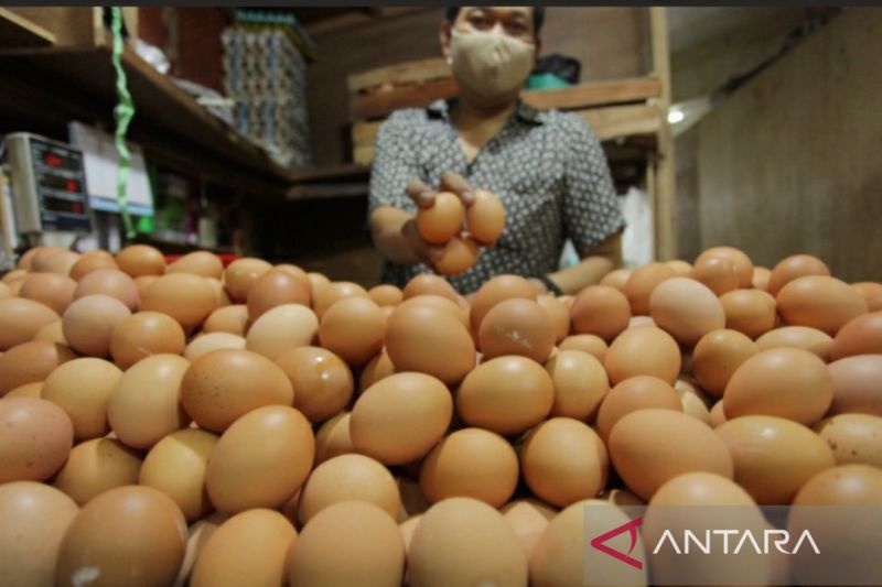 Karawang kaji penyebab kenaikan harga telur ayam