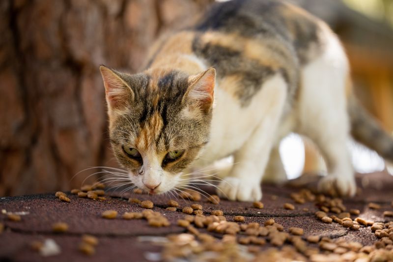 Makanan yang sebaiknya tak diberikan ke kucing dan anjing