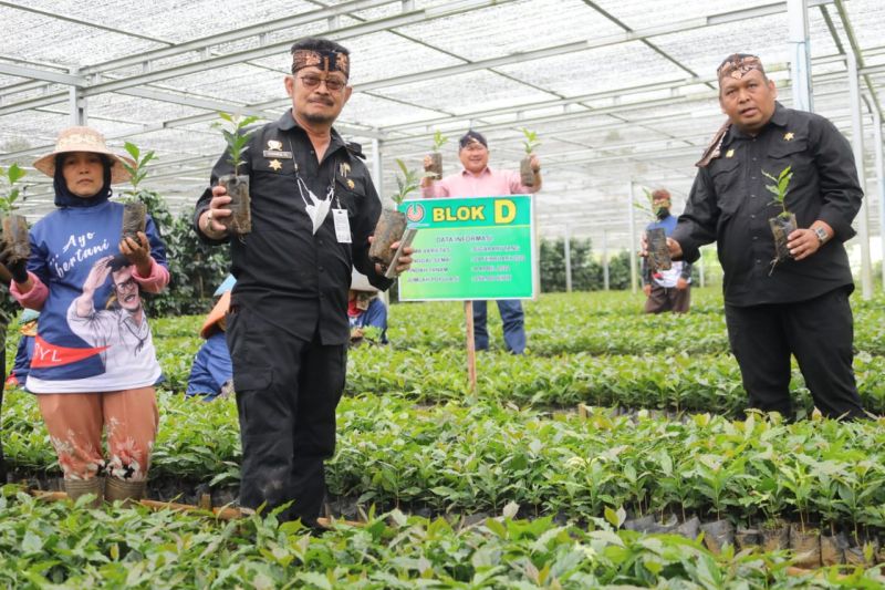 Mentan: Garut siap pasok 10 juta bibit kopi untuk seluruh Indonesia