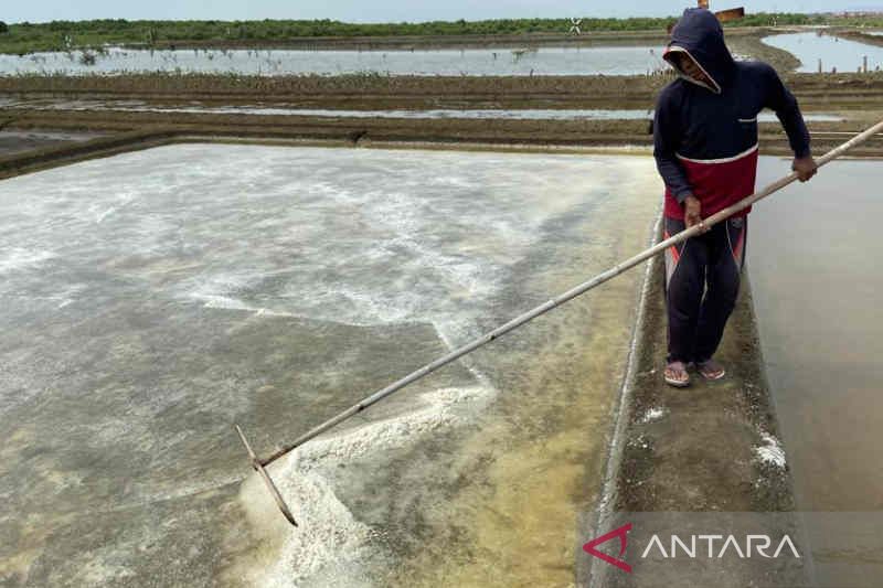 Perubahan iklim sebabkan produksi garam rakyat terganggu, kata DKPP Cirebon